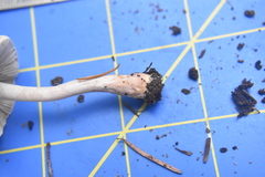Inocybe pudica