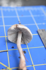 Inocybe pudica