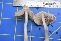 Inocybe pudica