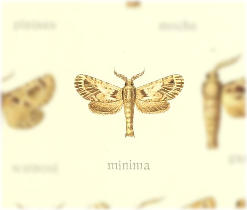 Langsdorfia minima