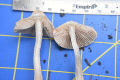 Inocybe pudica