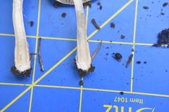 Inocybe pudica