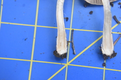 Inocybe pudica