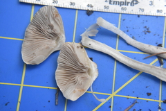 Inocybe pudica