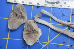 Inocybe pudica