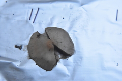 Inocybe pudica