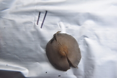 Inocybe pudica