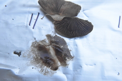Inocybe pudica