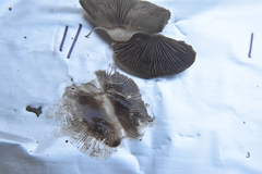 Inocybe pudica