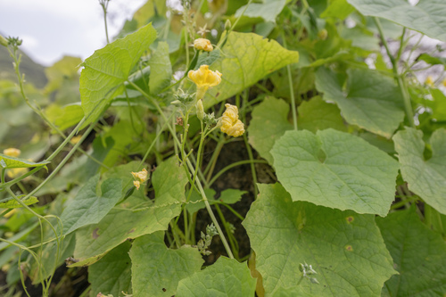 Luffa acutangula, photograph 5