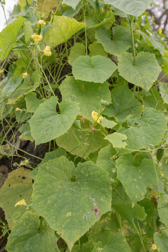 Luffa acutangula, photograph 6