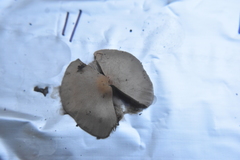 Inocybe pudica