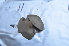 Inocybe pudica