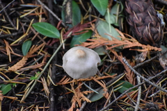 Inocybe pudica