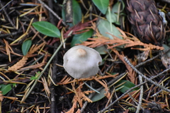 Inocybe pudica