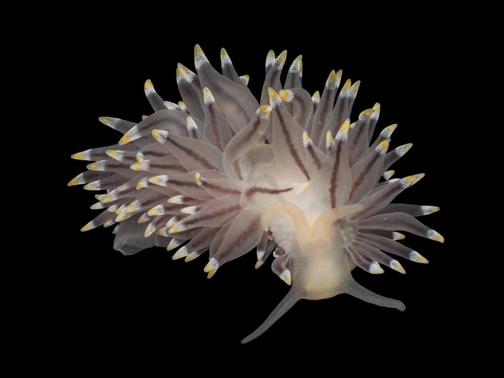 Three-coloured Aeolis