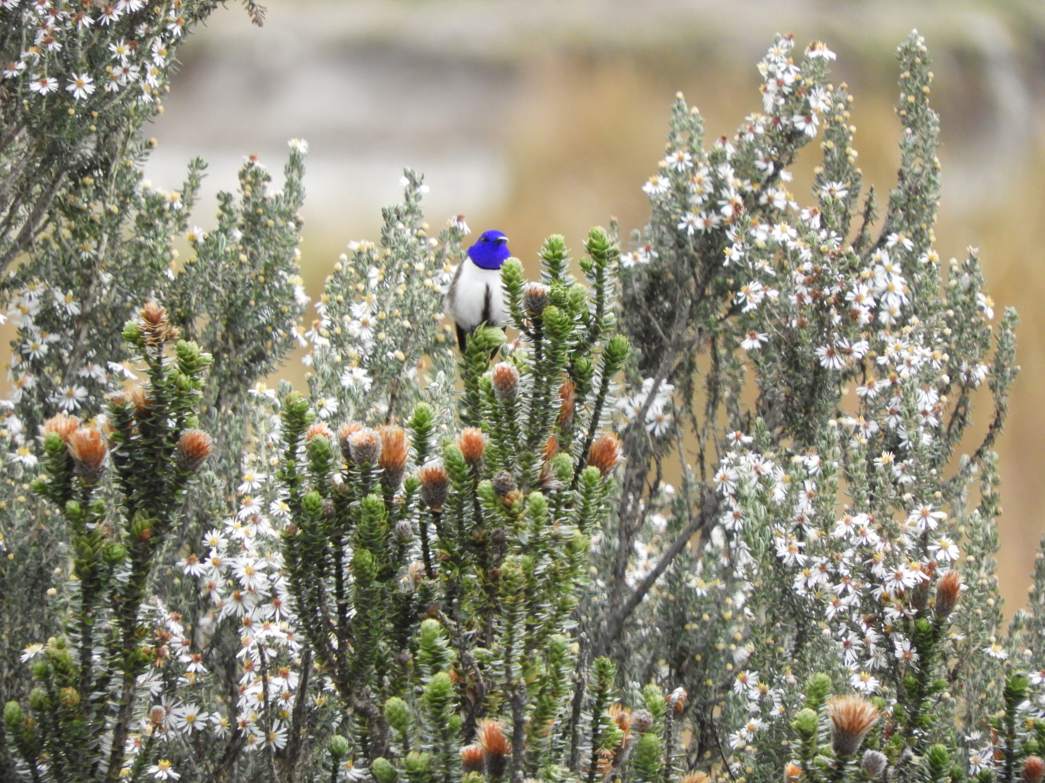 Ecuadorian Hillstar (Oreotrochilus chimborazo), photo 4