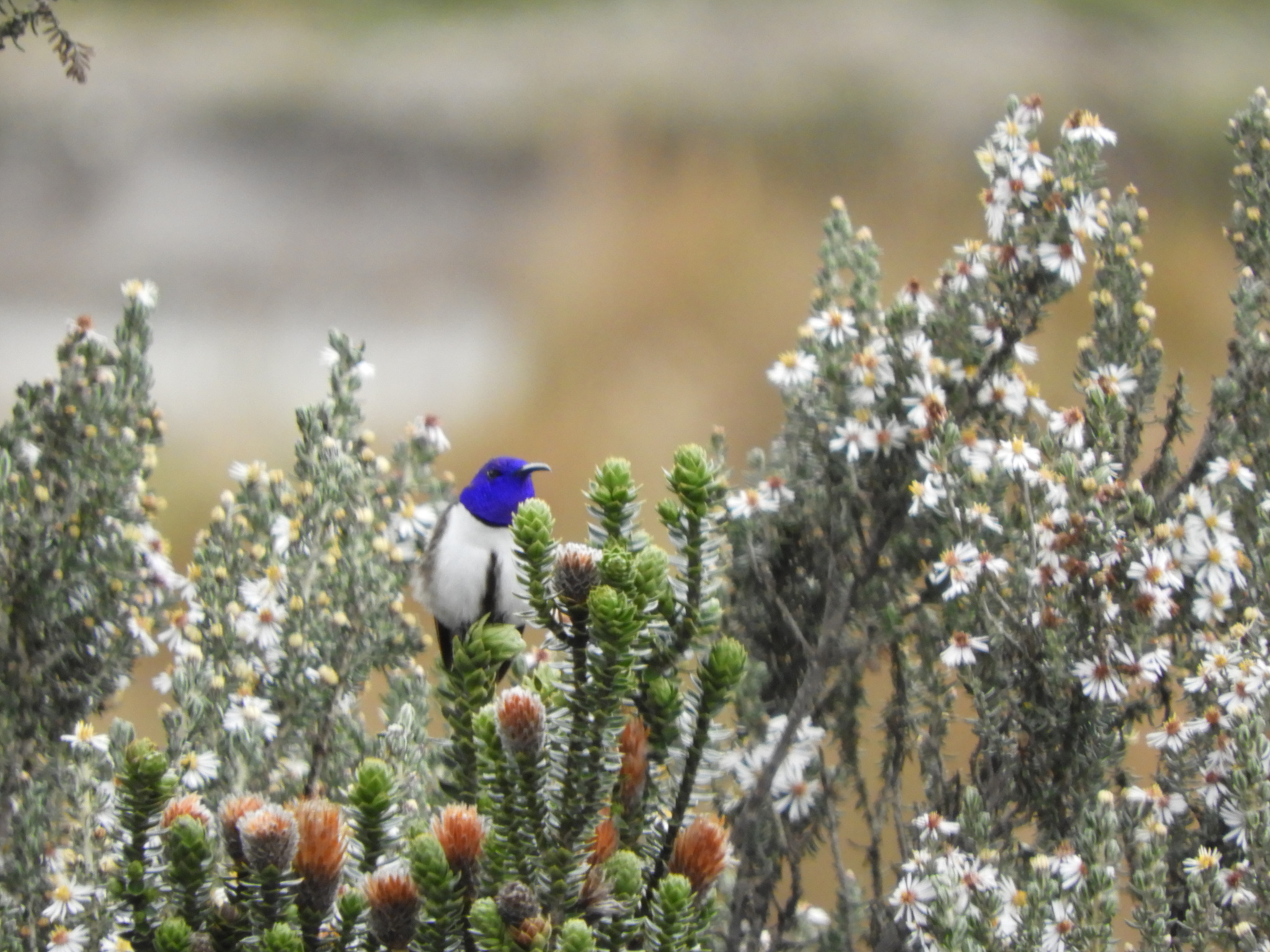 Ecuadorian Hillstar (Oreotrochilus chimborazo), photo 5
