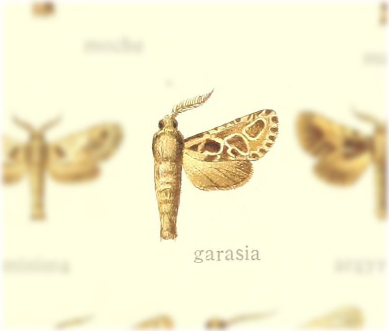 Hypopta correntina
