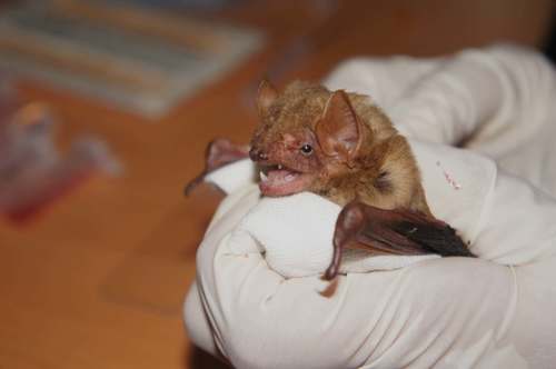 Northern Yellow Bat