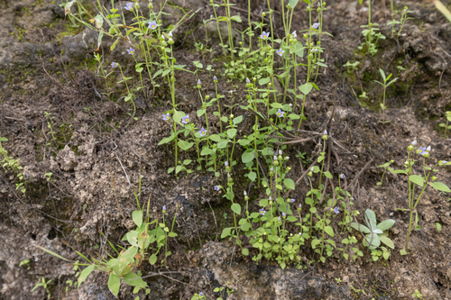 Exacum affine, photograph 5