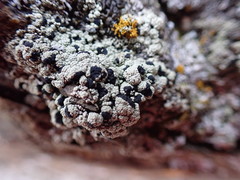 Tephromelataceae
