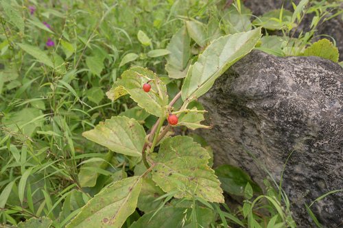 Cyphostemma ternatum
