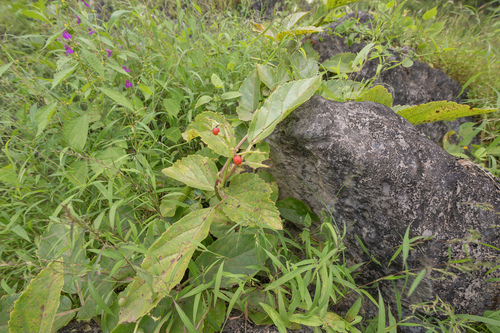 Cyphostemma ternatum