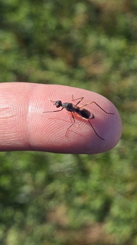 Unknown species found near Franklin County, US-OH, US