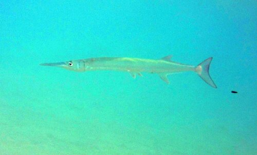 Red Sea houndfish (Tylosurus choram) — Belonidae — 2