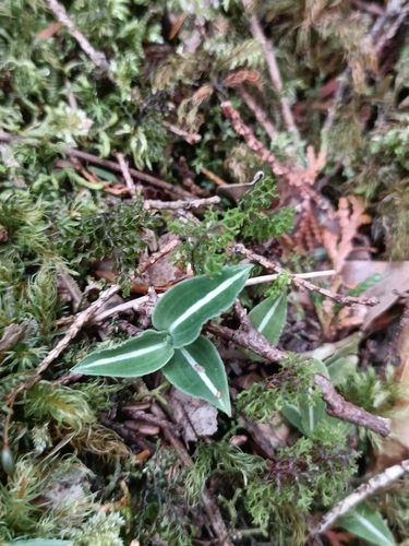Velutinous rattlesnake plantain (Goodyera velutina)
