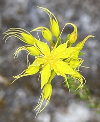 Calytrix flavescens