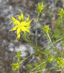 Calytrix flavescens