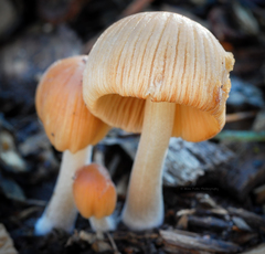Coprinellus impatiens
