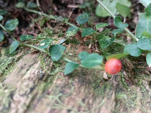 Mitchella undulata, photograph 6