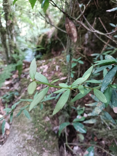 Berberis hayatana