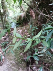 Berberis hayatana, photograph (c) Yinling Chen, some rights reserved (CC BY)