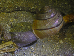 Helminthoglypta nickliniana