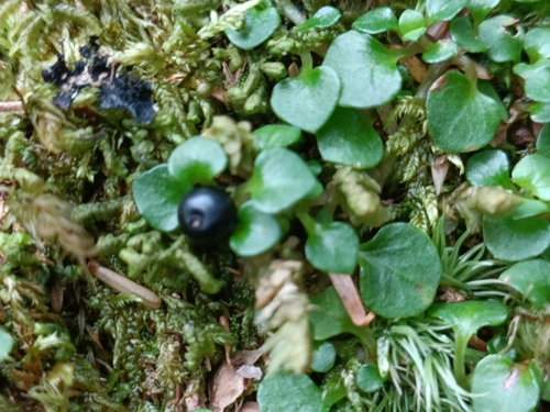 Nertera nigricarpa, photograph 4