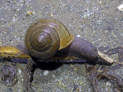 Helminthoglypta nickliniana