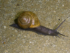 Helminthoglypta nickliniana