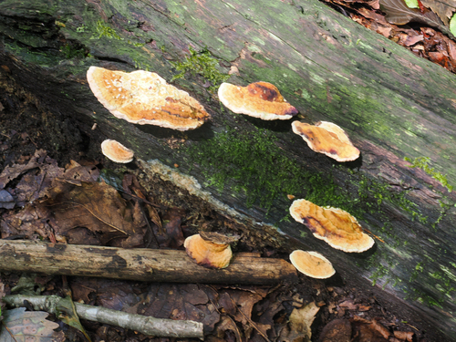 Fomitopsis dickinsii