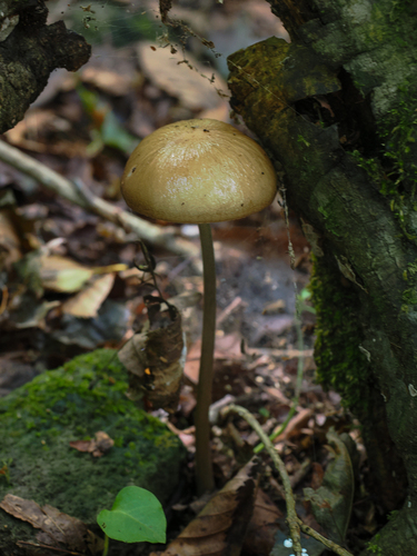 Oudemansiella radicata