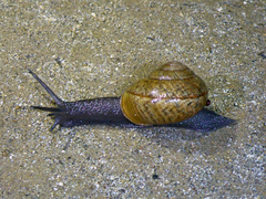 Helminthoglypta nickliniana