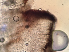 Durella macrospora
