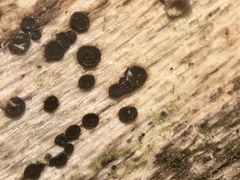 Durella macrospora