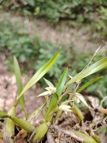 Booth’s Nest Orchid (Nidema boothii)