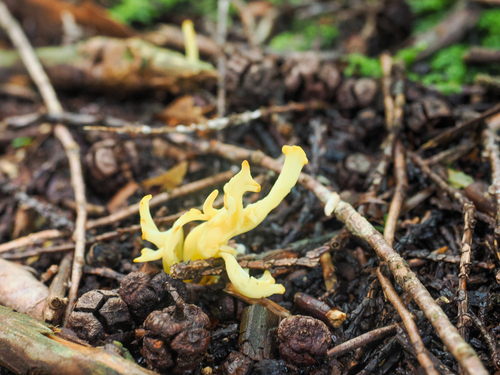 Calocera furcata
