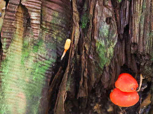 Ophiocordyceps nutans