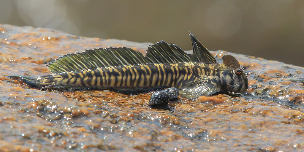 Jumping Blenny